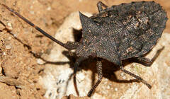 Neagenor spinosus