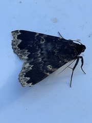 Mormoscopa sordescens