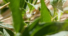 Conchylodes concinnalis
