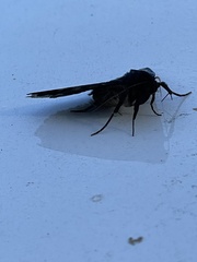 Mormoscopa sordescens