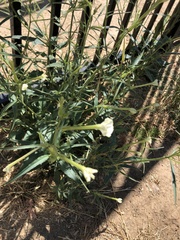 Nicotiana