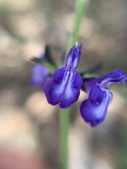 Salvia oblongifolia