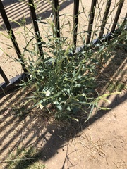Nicotiana