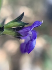 Salvia oblongifolia