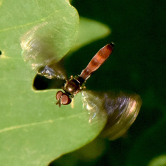 Ocyptamus fuscipennis