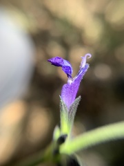 Salvia oblongifolia