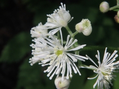 Actaea rubra