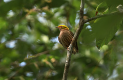 Machaeropterus pyrocephalus