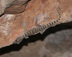 Pseudothecadactylus lindneri