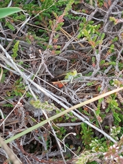 Stenobothrus rubicundulus