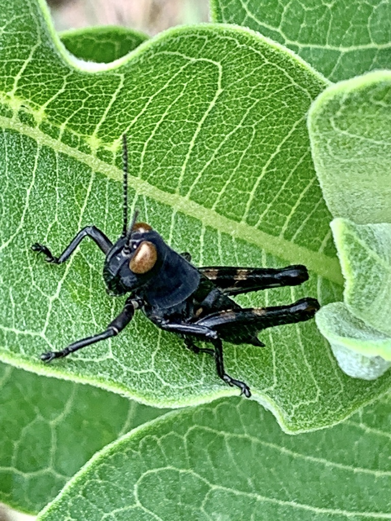 Short-horned Grasshoppers and Locusts