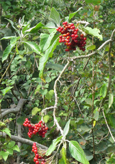 Solanum giganteum