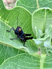 Melanoplus differentialis