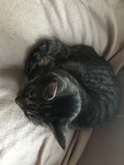 Felis catus