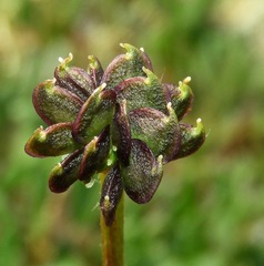 Anemonastrum sibiricum