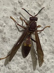 Polistes simillimus