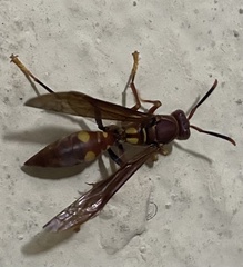 Polistes simillimus