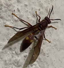 Polistes simillimus