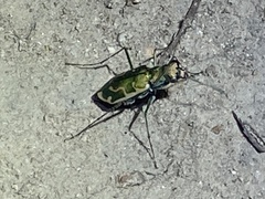 Ellipsoptera marutha