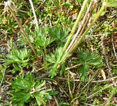 Anemonastrum sibiricum