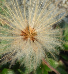 Anemonastrum sibiricum
