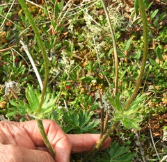 Anemonastrum sibiricum