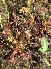 Drosera intermedia