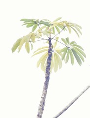 Cecropia sciadophylla