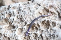 Macrobrachium rosenbergii