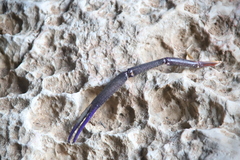 Macrobrachium rosenbergii