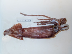 Gonatus fabricii