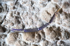 Macrobrachium rosenbergii