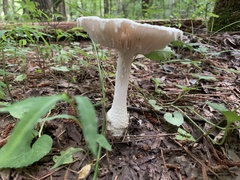 Fungi
