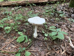 Fungi