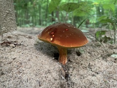 Fungi