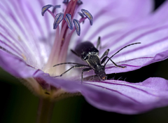 Grammoptera subargentata