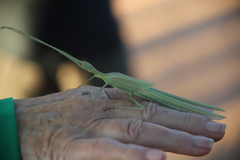 Tropidoderus gracilifemur