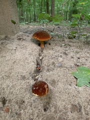 Fungi