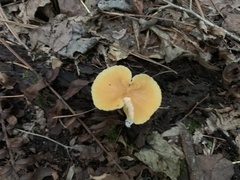 Fungi