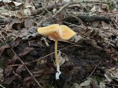 Fungi