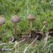 Mower's Mushroom - Photo (c) Alan Rockefeller, some rights reserved (CC BY), uploaded by Alan Rockefeller