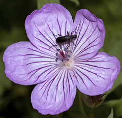 Grammoptera subargentata