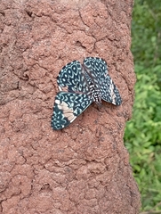 Hamadryas amphinome
