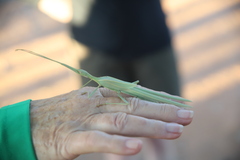 Tropidoderus gracilifemur