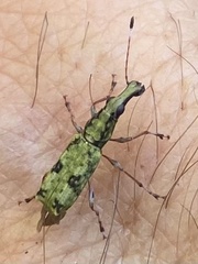 Ptychoderini
