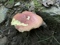 Fungi