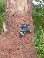 Hamadryas amphinome
