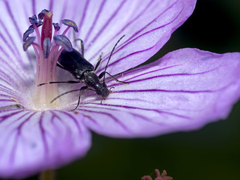 Grammoptera subargentata