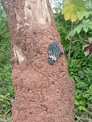 Hamadryas amphinome