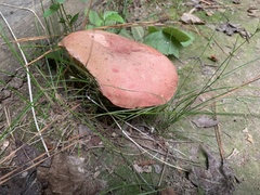 Fungi